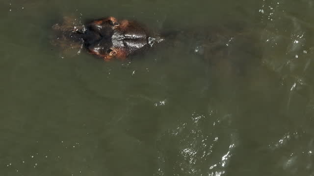 Aerial view over a group of hippopotamus sitting in a lake in Uganda.