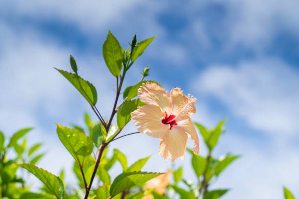 White hibiscus flowers on Kumejima