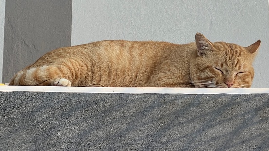 Ginger tomcat sleeping on the floor, perfect dream.