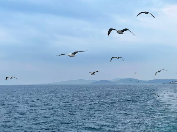 seagull flying near the princes' islands at sunset, turkey - pentagonaster starfish foto e immagini stock