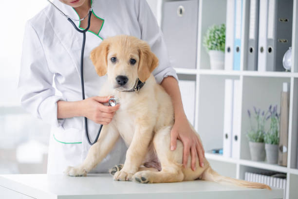 istock Examining of dog in clinic 2080483566