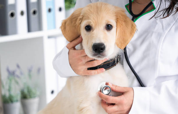 istock Examining of dog in clinic 2080483568