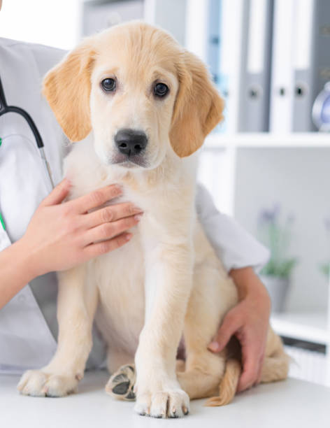istock Cute dog in vet cabinet 2080483572