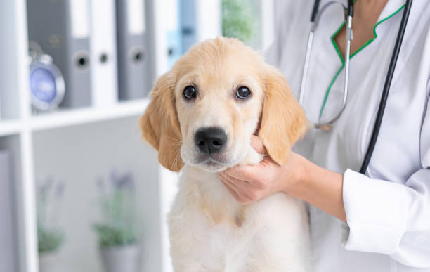 istock Cute dog in vet cabinet 2080483573