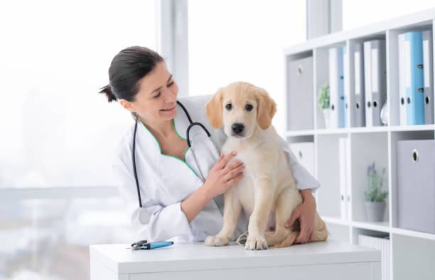 istock Cute dog at veterinary clinic 2080483574