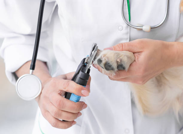 istock Cutting claws of dog 2080483576