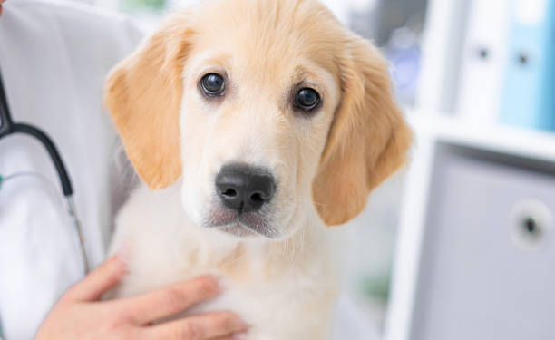 istock Cute dog in vet cabinet 2080483577