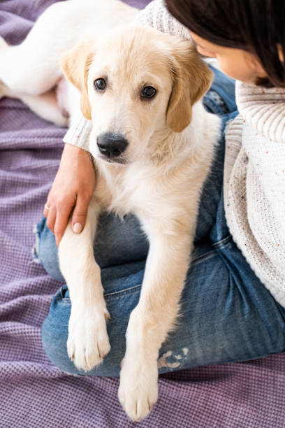 istock Lovely young dog at home 2080483585