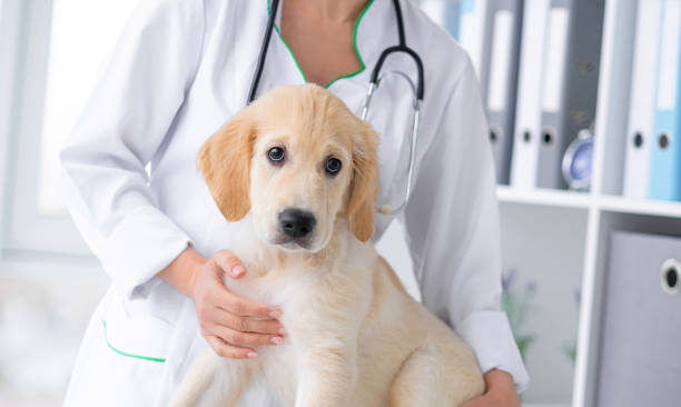 istock Cute dog in vet cabinet 2080484090