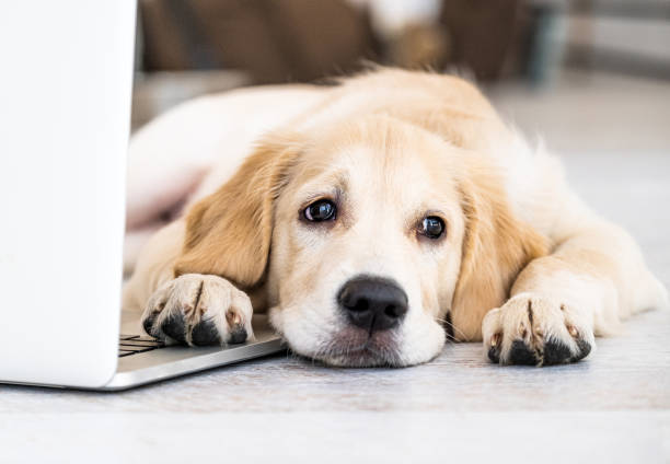 istock Cute dog near laptop 2080484093