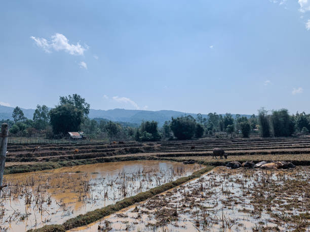 istock Green farming in rice fields in the valley 2080491954