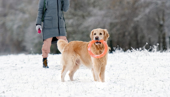 Beautiful Golden Retriever Dog Running And Playing With Owner Girl On A Snow In Winter