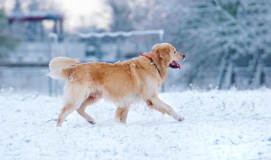 Beautiful Golden Retriever Dog Running Through The Snow In Winter