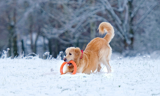 Cute Golden Retriever Dog Playing With Toy And Running On A Snow In Winer