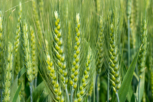 Green wheat field and sunny day