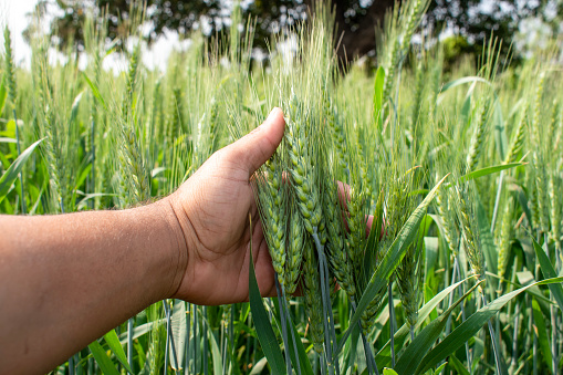 Green wheat field and sunny day