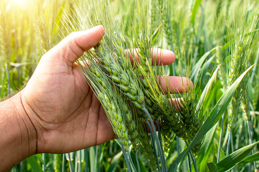 Green wheat field and sunny day