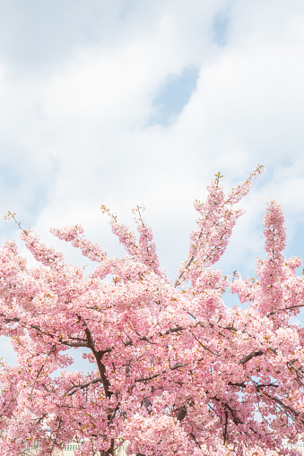 Washington Monument and cherry blossoms, Washington, DC, USA Capital, beautiful spring day
