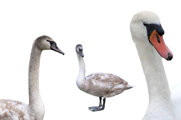 young and white swan isolated on a white background