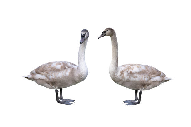 istock young white swan isolated on white background 2080525268