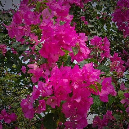 Flowerful tree like cherry blossom
