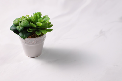 Small flower in pot on marble table, copy space