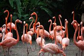 American flamingo (Phoenicopterus ruber) in a flock.