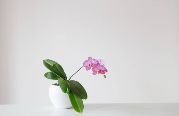 istock purple tiger orchid in flowerpot on white background 2080536738
