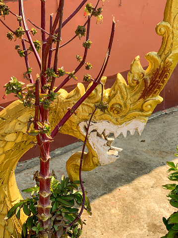 Lao decoration ornament Naga from close up