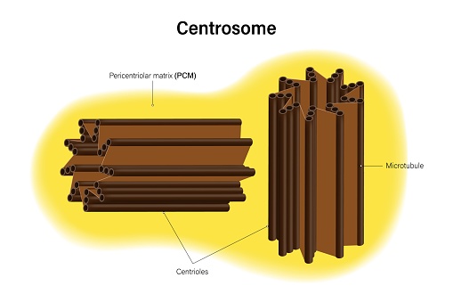 Centrosome structure vector. Infographics. Organelle of eukaryotic cells. Cell biology. Microtubules.