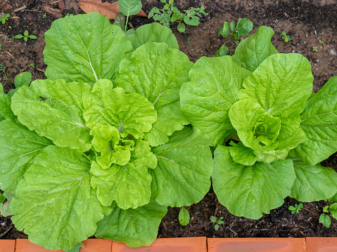 Closed-up top view of green leafy vegetables in a backyard garden.