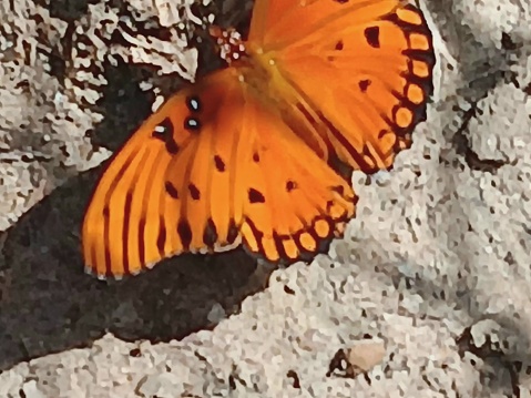 Monarch butterfly warming in sun