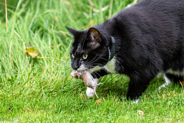 A close up of a black and white cat in a garden, carrying a dead mouse in his mouth