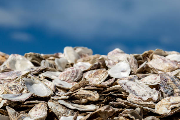 A pile of oyster shells with a blue sky overhead