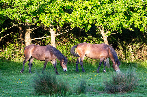 Two ponies in the Sussex countryside, on a sunny late spring evening