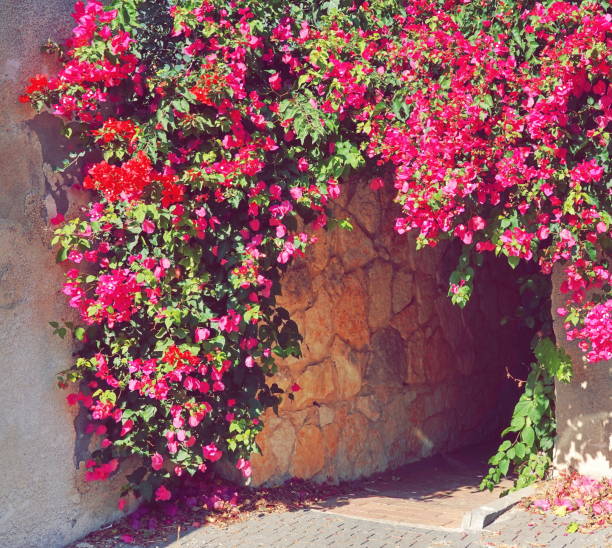 istock Arched Passage Adorned with Vibrant Pink Bougainvillea Flowers 2080591790