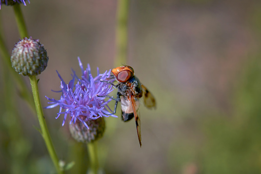 A macro shot of a female hoverfly Volucella pellucens seen nectaring on a thistle flower in late summer.