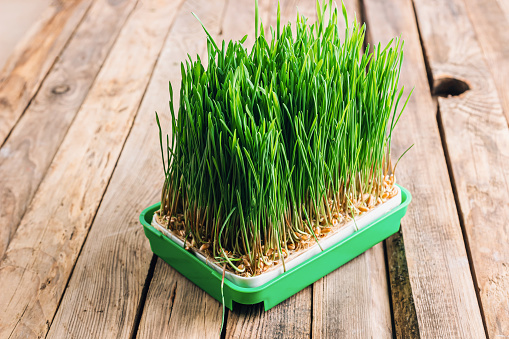 Wheat Grass Microgreens. Sprouting dish for green shoots. Seed Germination at home. Vegan and healthy eating concept. Germinated Wheat Micro greens. Sprouted grain.