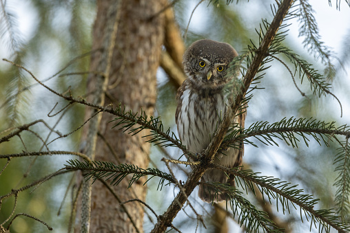 The great grey owl is one of Sweden’s biggest owls. It is non-migratory, but may move if food becomes scarce where it lives. The great grey owl flies almost silently, allowing it to surprise its prey – mainly voles and mice. It can see very well in the dark, and has a highly developed sense of hearing.