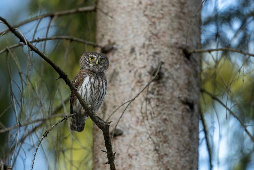 Eurasian pygmy owl (Glaucidium passerinum) perching on a spruce tree.