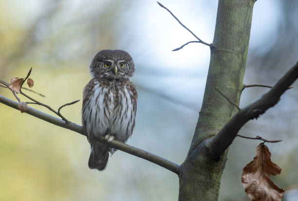 Beautiful Eurasian pygmy owl (Glaucidium passerinum), the smallest owl in Europe, perching on a tree.
