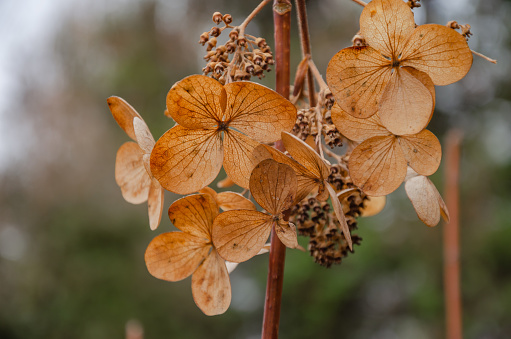 Dry hydrangea in the garden in winter. High quality photo