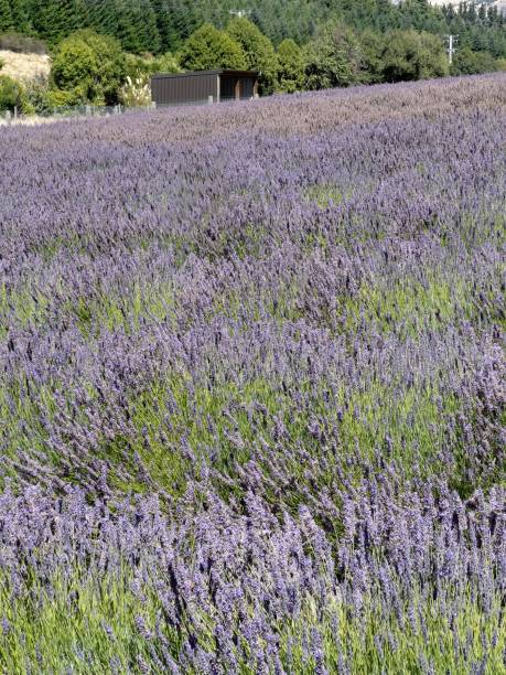 istock Beautiful lavender field with long purple rows. in bloom on a hot summers day 2080628900