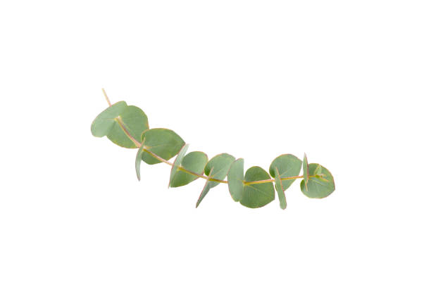istock Green eucalyptus leaves isolated on a white background. Aromatherapy.Beautiful eucalyptus branches. Bouquet. Place for text, copy space, mockup 2080631027
