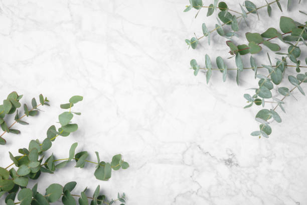 istock Eucalyptus leaves. Aromatherapy. Fresh eucalyptus close-up, on a white marble background. Fragrant essential oil. View from above. Copy space. Natural cosmetics and skin care concept. 2080631503