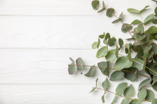 istock Eucalyptus leaves. Aromatherapy. Fresh eucalyptus close-up, on a white marble background. Fragrant essential oil. View from above. Copy space. Natural cosmetics and skin care concept. 2080631540