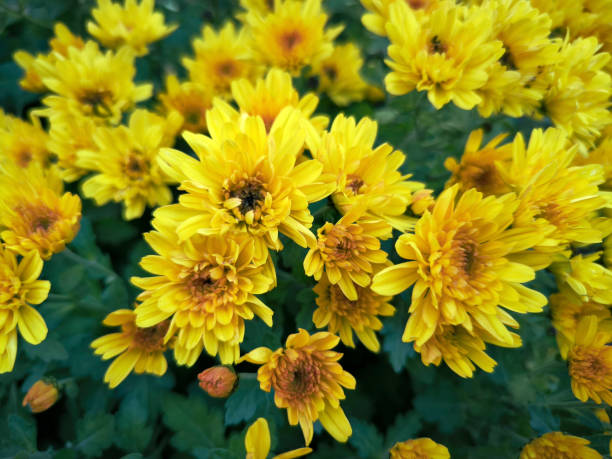 istock colorful blooming chrysanthemums in the garden 2080654252
