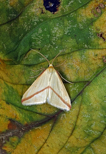 The Vestal moth (Rhodometra sacraria) adult at rest on leaf

Eccles-on-sea, Norfolk, UK.    September