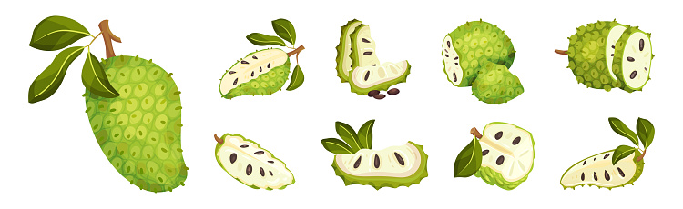 Ripe Green Guanabana Fruit with Thick Rind and Juicy Flesh Vector Set. Exotic Soursop Crop Concept