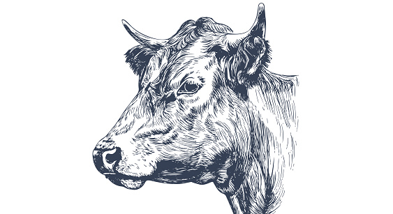 Cow, bull, beef. Vintage retro print, black white cow, bull, beef sketch ink pencil drawing, engrave old school. Sketch artwork silhouette head cow. Side view profile beef bull. Vector Illustration